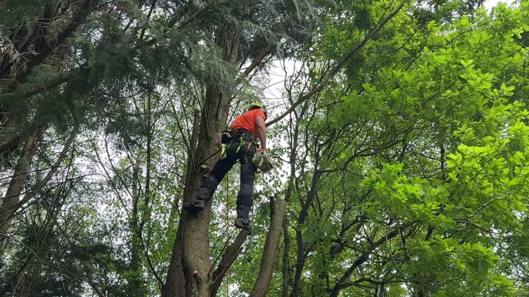 Best Tree Disease Treatment  in Johnson, AR