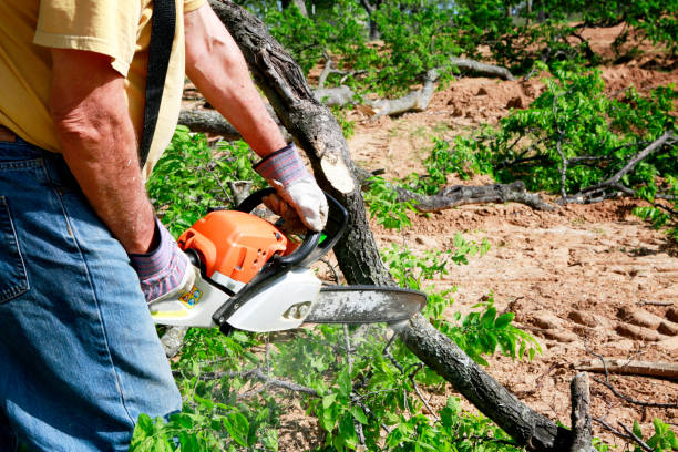 Best Hazardous Tree Removal  in Johnson, AR